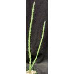 Euphorbia petraea 4-inch pots