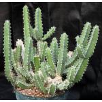 Euphorbia proballyana 8-inch pots