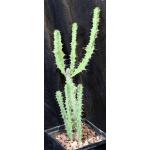 Euphorbia pseudoburuana 5-inch pots