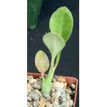 Euphorbia royleana 3-inch pots