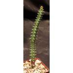 Euphorbia rubrispinosa (SL 87-1572) 4-inch pots