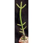 Euphorbia rubrimarginata 4-inch pots