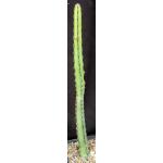 Euphorbia scarlatina (WY 1103) 5-inch pots