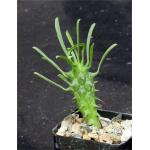 Euphorbia schoenlandii 2-inch pots