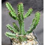 Euphorbia susan-holmesiae 5-inch pots