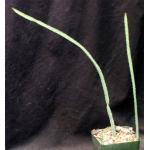 Euphorbia taruensis 4-inch pots