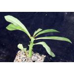 Euphorbia teke 4-inch pots