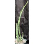 Euphorbia tenuispinosa var. robusta 10-inch pots