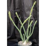 Euphorbia tenuispinosa var. robusta 8-inch pots