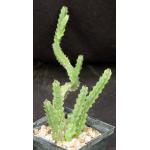 Euphorbia tetracanthoides 5-inch pots