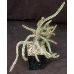Euphorbia tetragona 5-inch pots