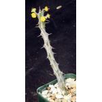 Euphorbia triaculeata 3-inch pots