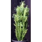Euphorbia trigona 5-gallon pots