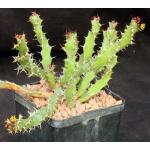 Euphorbia vandermerwei 5-inch pots