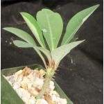 Euphorbia viguieri var. viguieri 4-inch pots