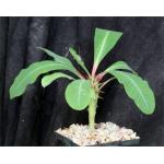 Euphorbia viguieri var. viguieri 5-inch pots
