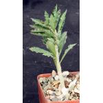 Euphorbia capsaintemariensis 4-inch pots