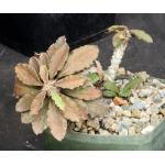 Euphorbia decaryi var. decaryi 5-inch pots