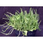 Euphorbia flanaganii (crest) 8-inch pots