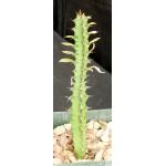 Euphorbia griseola ssp. zambiensis 2-inch pots