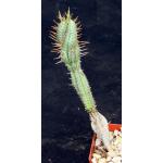 Euphorbia inconstantia 4-inch pots