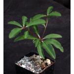Euphorbia mahabobokensis 2-inch pots
