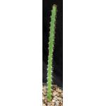 Euphorbia malevola 5-inch pots
