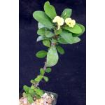 Euphorbia milii cv Somona 4-inch pots