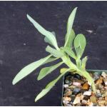 Euphorbia monteiri 3-inch pots