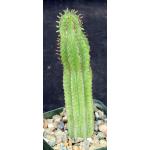 Euphorbia polygona (GM 052) 4-inch pots