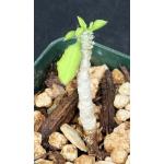 Euphorbia sp. aff. decaryi 3-inch pots