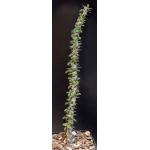 Euphorbia croizatii 5-inch pots