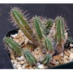 Euphorbia cumulata 5-inch pots
