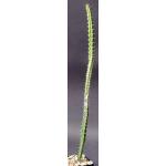 Euphorbia griseola ssp. griseola 4-inch pots