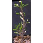 Euphorbia milii var. milii fm. lutea 5-inch pots