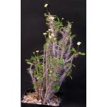 Euphorbia milii var. milii fm. lutea one-gallon pots