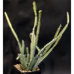 Euphorbia petraea one-gallon pots