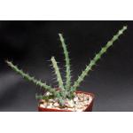 Euphorbia subscandens 4-inch pots