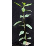 Ficus platypoda 5-inch pots