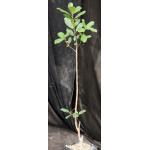 Ficus ilicina 5-inch pots