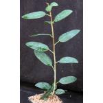 Ficus menabeensis 5-inch pots