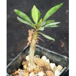 Fouquieria fasciculata 2-inch pots
