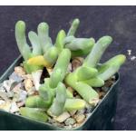 Gibbaeum shandii 3-inch pots