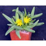 Glottiphyllum parviflorum 4-inch pots