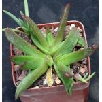 Glottiphyllum regium 4-inch pots