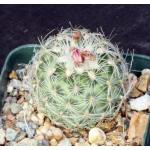 Gymnocactus knuthianus 3-inch pots