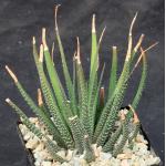 Haworthia fasciata (Port Elizabeth, RSA) 5-inch pots