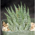 Haworthia pumila 5-inch pots