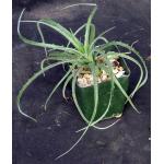 Hechtia glomerata 4-inch pots