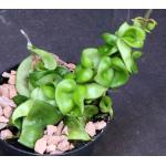 Hoya carnosa cv Hindu Rope 4-inch pots